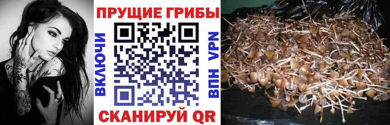 Псилоцибиновые грибы GOLDEN TEACHER  Шахунья 